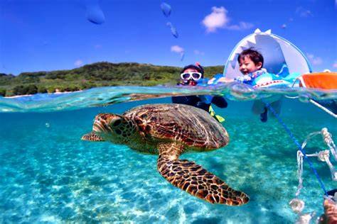 Paddleboarding with Turtles