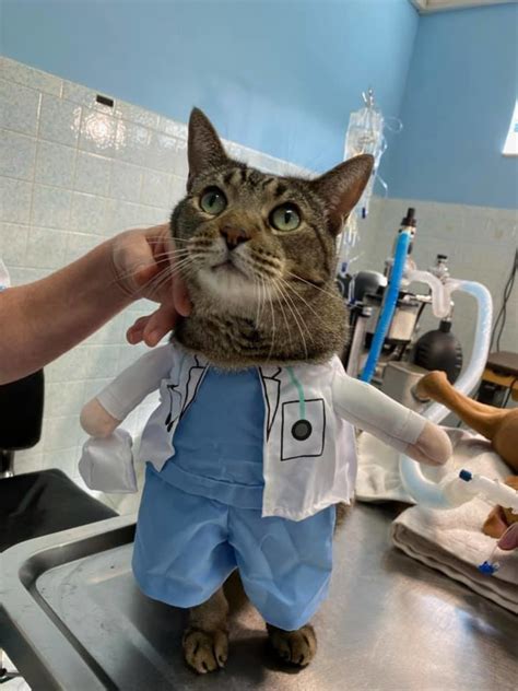 Paddock Animal Hospital in Ocala, FL: Premier Veterinary Care for Your Beloved Pets