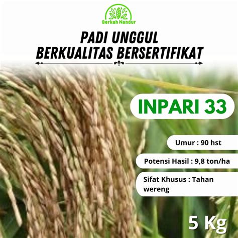 Padi Inpari 33 Indonesia