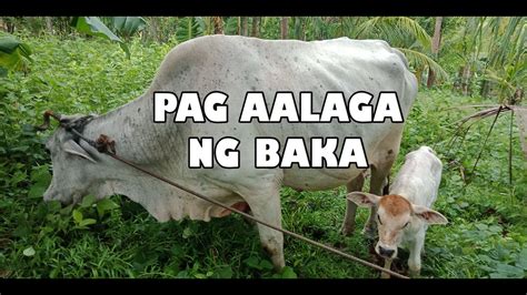 Pag Aalaga Ng Baka Tagalog