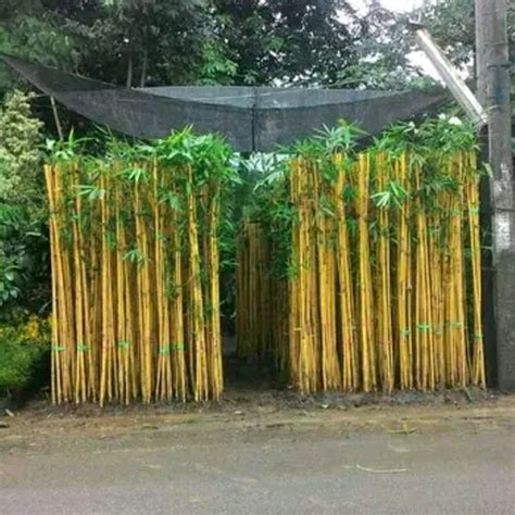 Pagar Bambu Kuning