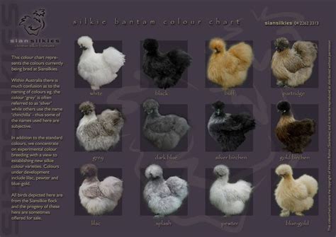Paint Silkie Breeding Chart