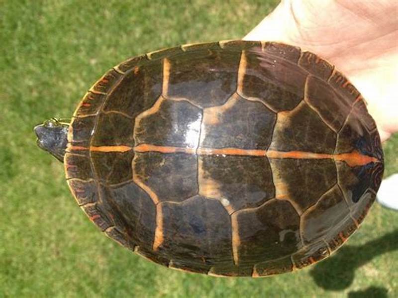 Painted Turtle Shell Pattern