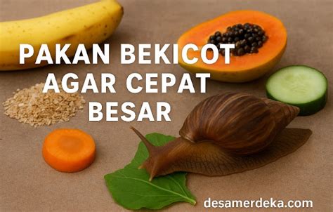 Pakan