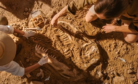 Paleontological Dig