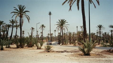 Palm Grove Marrakech