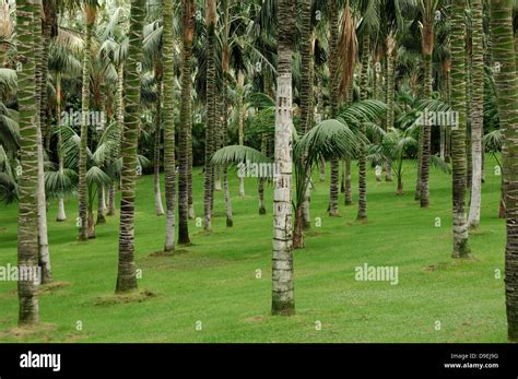 Palm Grove Photography