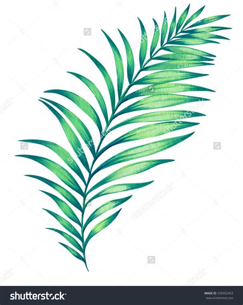 Palm Leaves Drawing