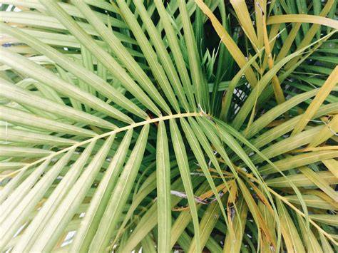 Palm Leaves For Sale