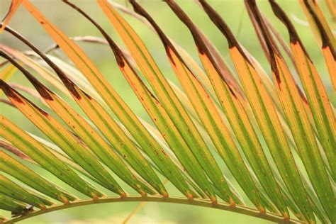 Palm tree - some leaves turning brown over the last 3-4 months (I water