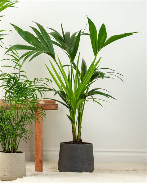 Download Palm Tree Bundle Images