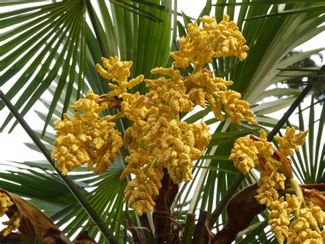 Palm Tree Flowers