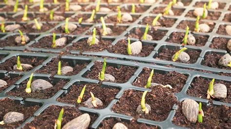 Growing Palms From Seed – Tips For Planting A Palm Tree Seed