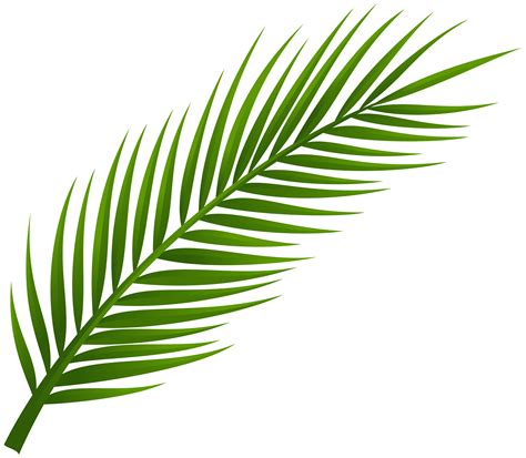 Palm Tree Leaves Clipart