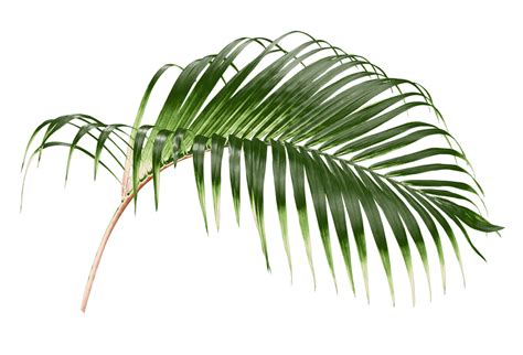 Palm Tree Leaves Png
