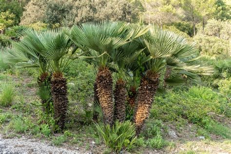 Multi Trunk Hawaii Palm 180cm - Designer Plants®
