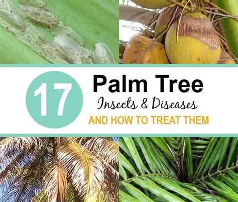 Lethal palm disease found in New Orleans