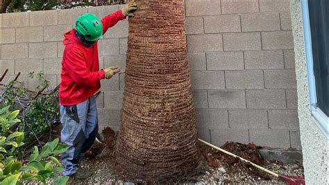 The Ultimate Secret to Perfectly Skinned Palm Trees: Discover the Must-Have Palm Tree Skinning Tool