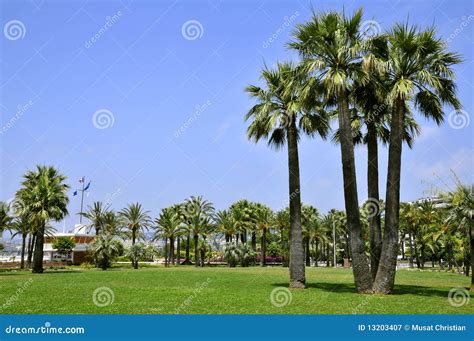 Palm Trees at Cannes in France Stock Image - Image of famous, provence