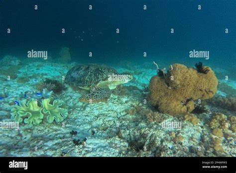 Pamilacan Island Turtle Encounters