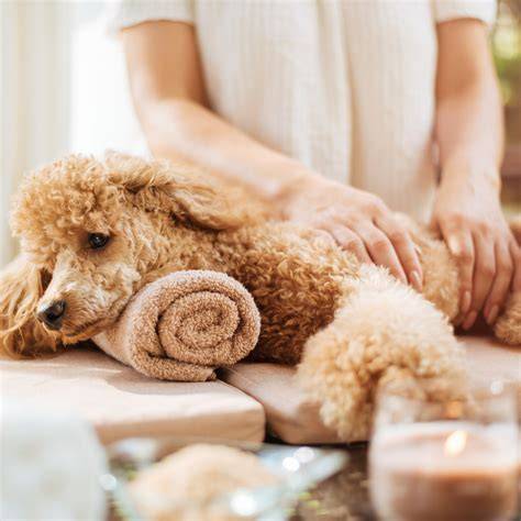 Pampering Your Pup