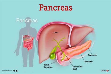 Pancreas