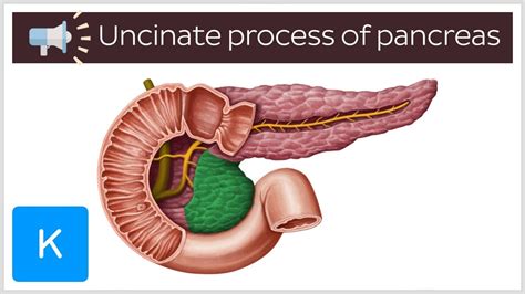 Illustration of the normal pancreatic anatomy. Pancreas is