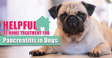 Pancreatitis In Dogs Treatment At Home