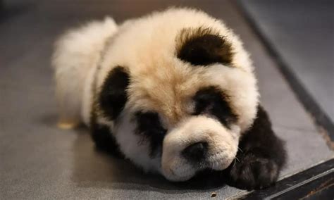 Panda Chow Chow Price: Know How Much It Costs In 2023