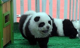 Panda Teacup Full Grown Chow Chow: An Adorable Addition To Your Home