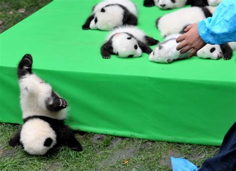 Panda Baby Endangered Animals