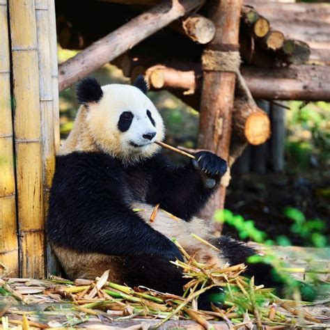 Panda Base Tips