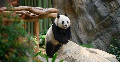 Panda Conservation Education