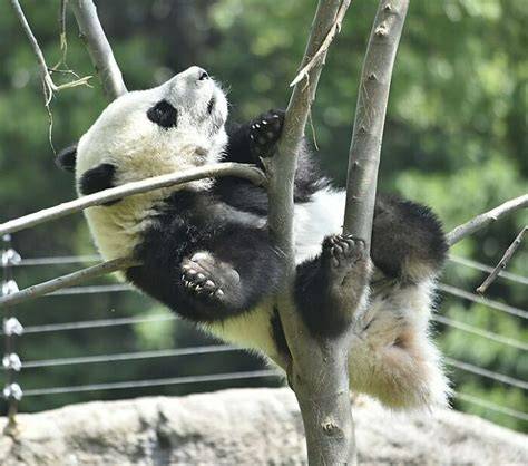 Cute Panda Pictures