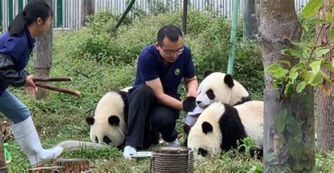 Panda Volunteer Activities