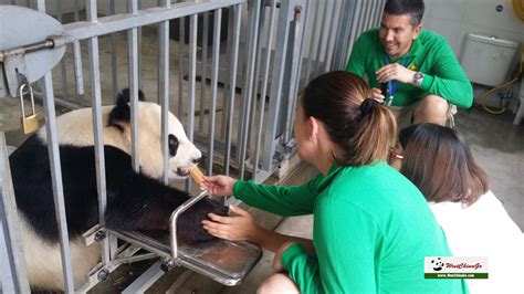 Panda Volunteer Work