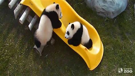 Pandas On Slide YouTube