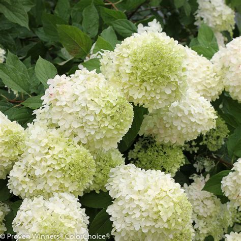 Panicle Hydrangea (Hydrangea paniculata)