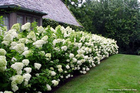 Panicle Hydrangeas (Hydrangea paniculata)