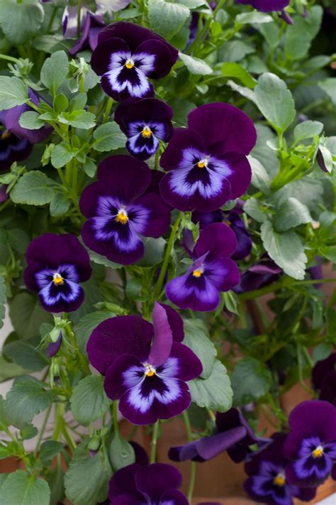 Pansies for Cool-Season Color