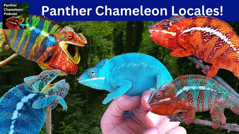 Panther Chameleon Color Chart