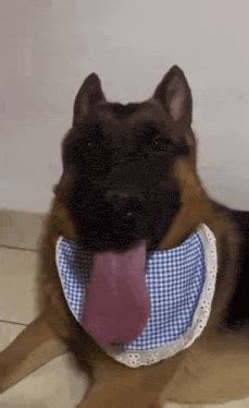 Panting Dog Meme