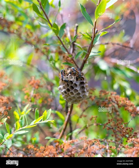 Paper Wasps: Open Combs