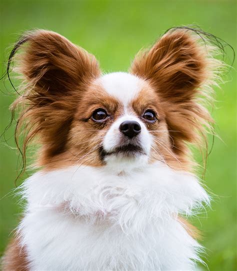 Papillon Dog Information Center A Complete Guide To A Beautiful Breed