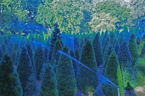 Paradise Christmas Tree Farm