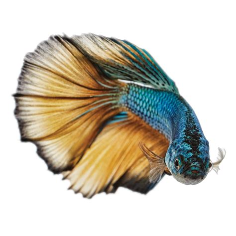 Paradise Male Betta