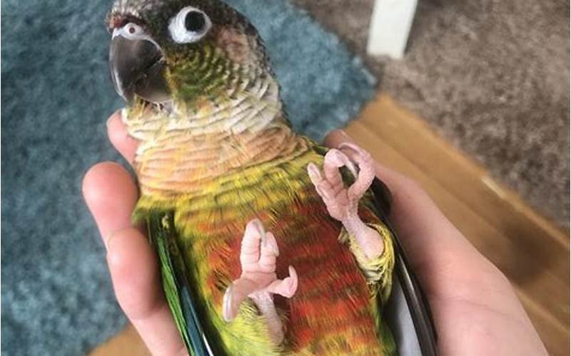 Parakeet Being Held Like A Hamburger