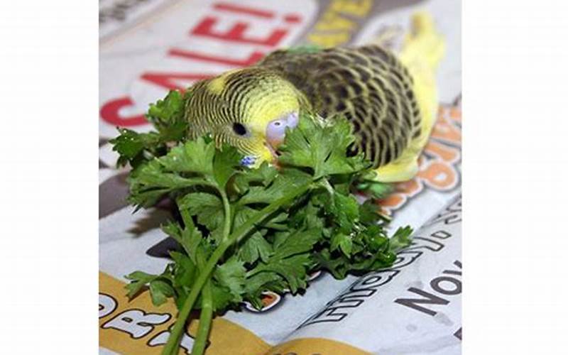 Parakeet Eating Cilantro Leaves