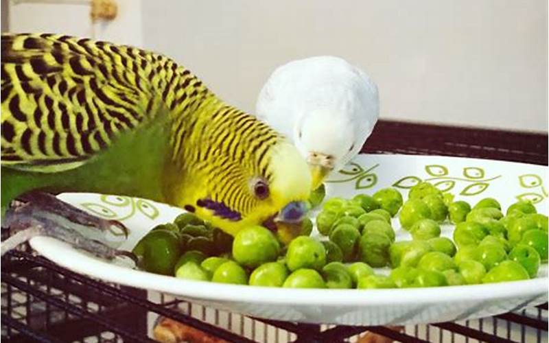 Parakeet Eating Vegetables
