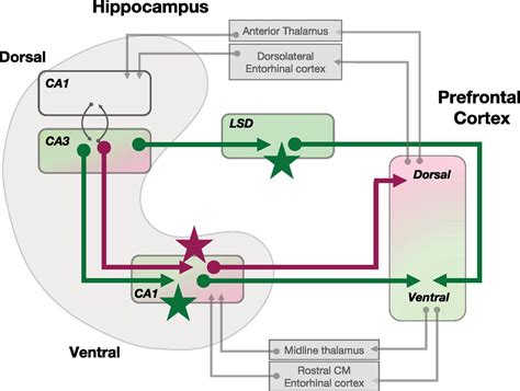 Parallel Pathways Explored